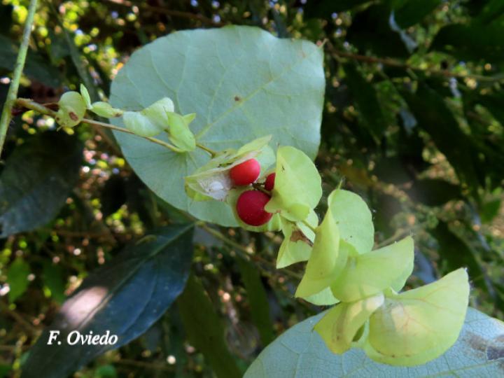 Cissampelos pareira (Venadero)
