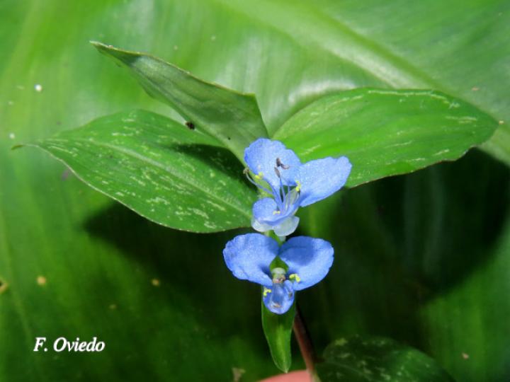 Commelina diffusa (Hierba del pollo)