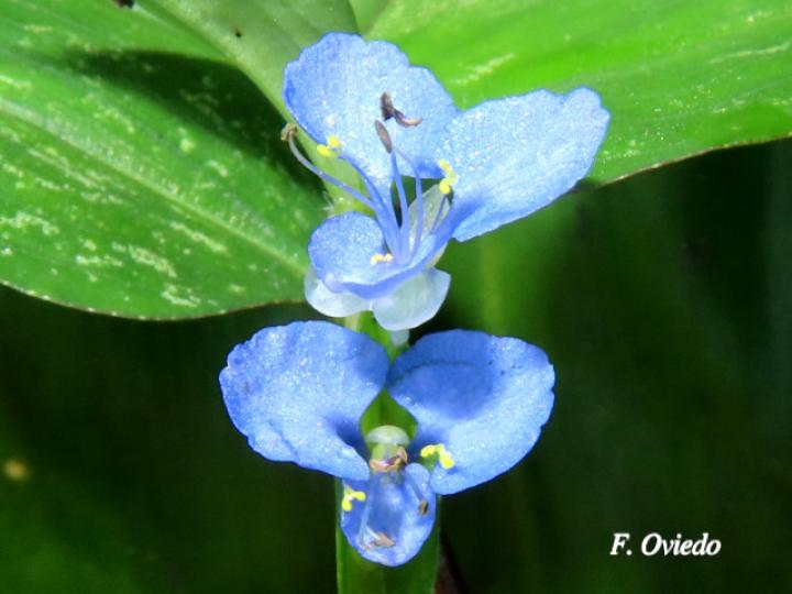 Commelina diffusa (Hierba del pollo)