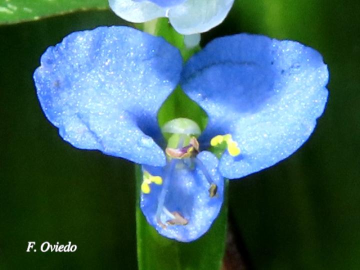 Commelina diffusa (Hierba del pollo)