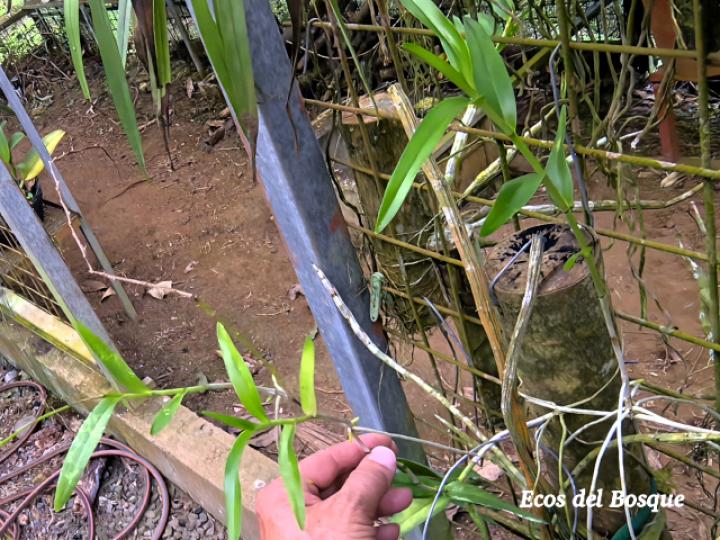 Epidendrum blepharistes