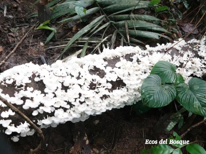 Favolus tenuiculus (Oreja blanca)