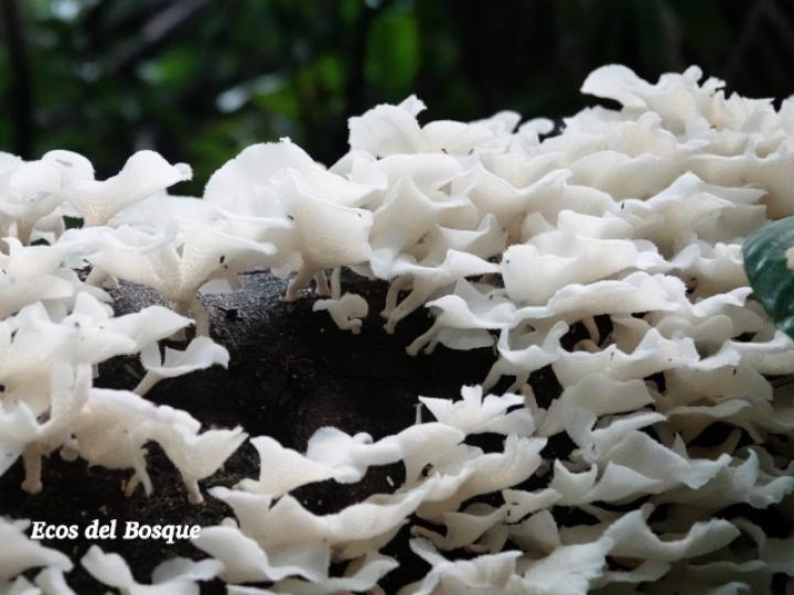 Favolus tenuiculus (Oreja blanca)