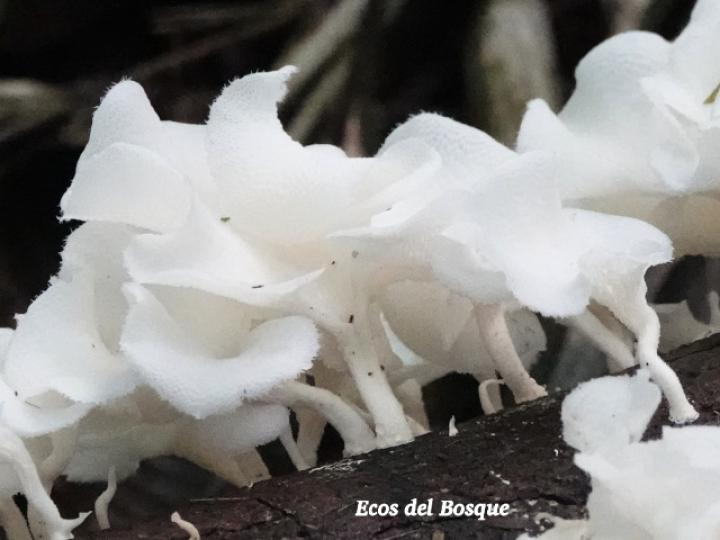 Favolus tenuiculus (Oreja blanca)