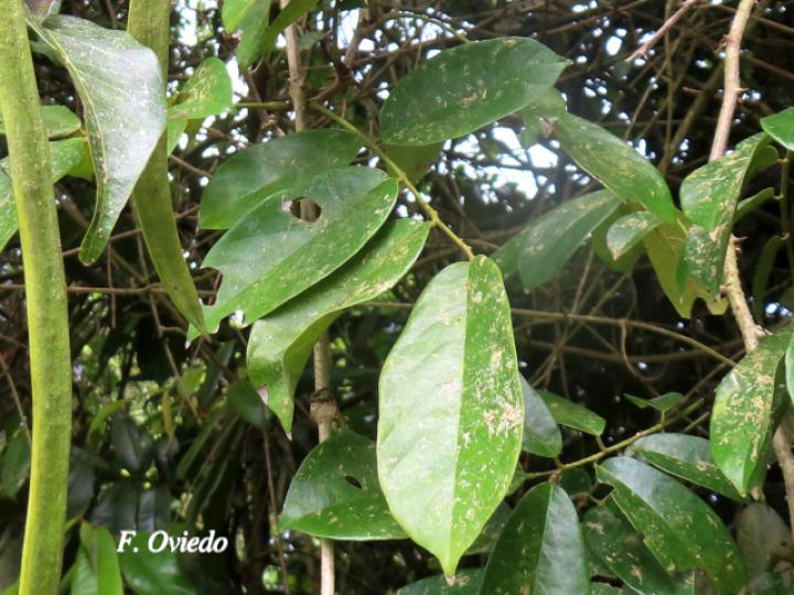 Fridericia schumanniana (Basto colorado)