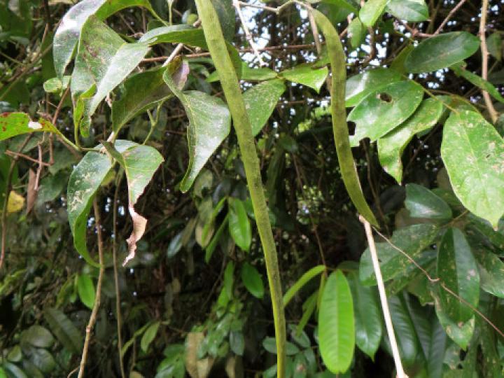 Fridericia schumanniana (Basto colorado)