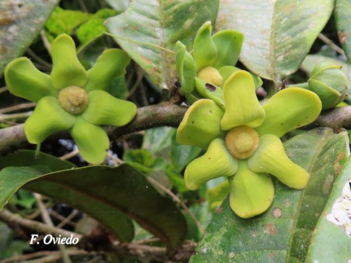 Guatteria aeruginosa (Anonillo)