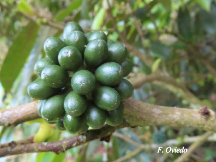 Guatteria aeruginosa (Anonillo)