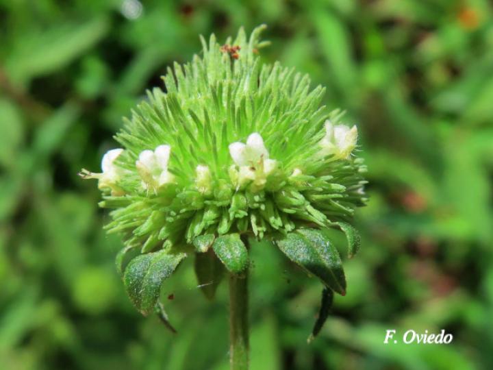 Hyptis capitata (Biojo, Bombillo, Botón Negro)