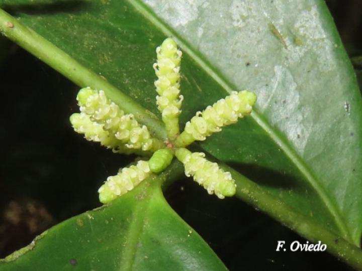 Lacistema aggregatum (Cafecillo, copalchi)