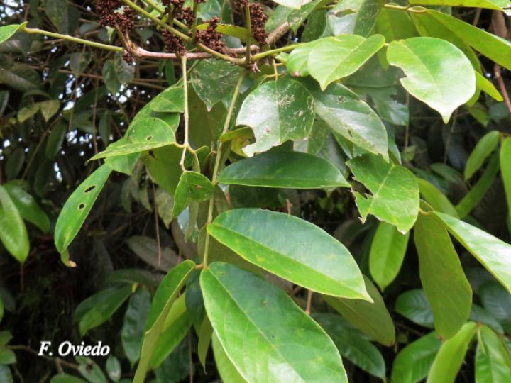 Machaerium floribundum