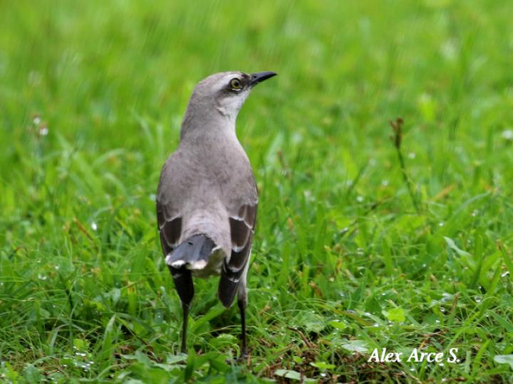 Mimus gilvus (Sinsonte tropical)