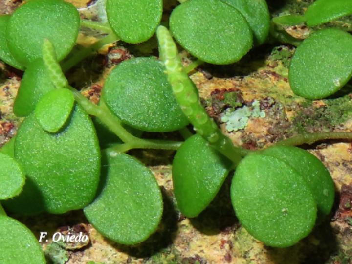 Peperomia rotundifolia