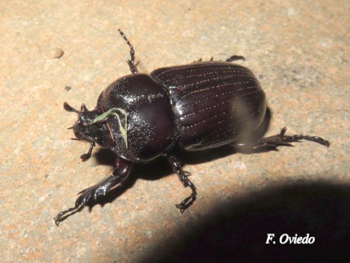 Phileurus truncatus