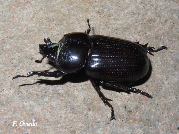 Phileurus truncatus