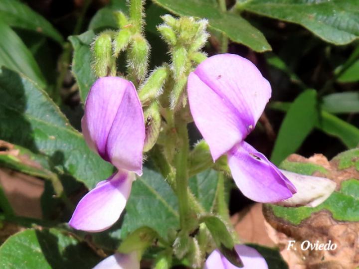 Pueraria phaseoloides (Kudzú)