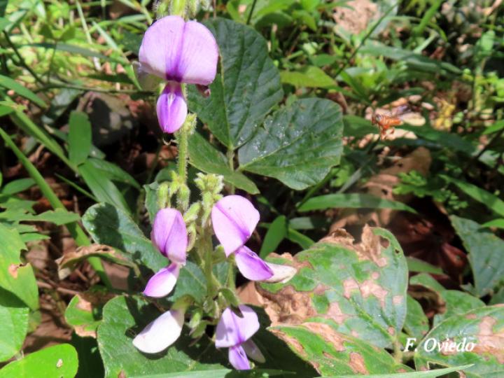 Pueraria phaseoloides (Kudzú)