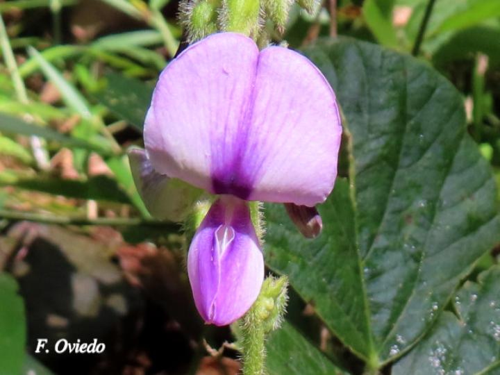 Pueraria phaseoloides (Kudzú)