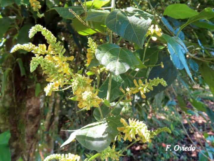 Rhynchosia erythrinoides Rhynchosia erythrinoides