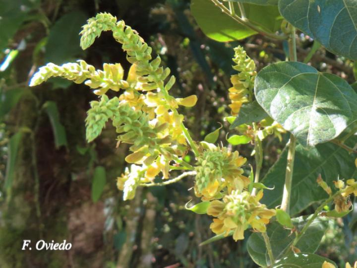 Rhynchosia erythrinoides Rhynchosia erythrinoides