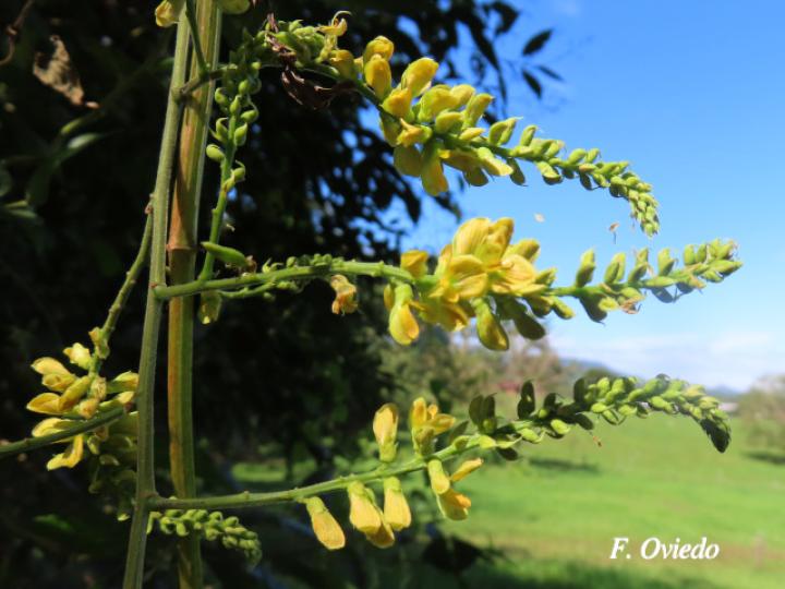 Rhynchosia erythrinoides Rhynchosia erythrinoides