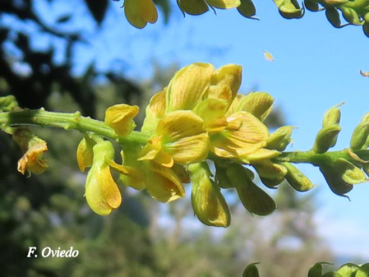 Rhynchosia erythrinoides Rhynchosia erythrinoides