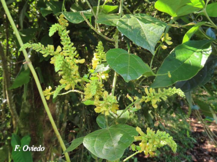Rhynchosia erythrinoides Rhynchosia erythrinoides