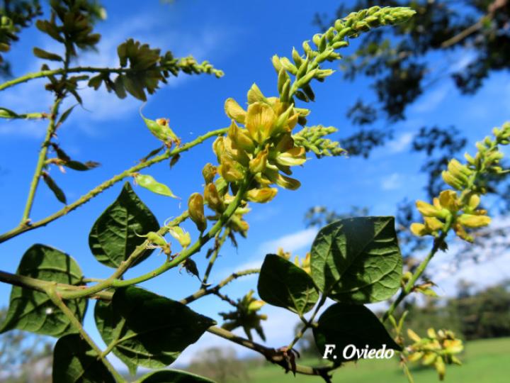Rhynchosia erythrinoides Rhynchosia erythrinoides