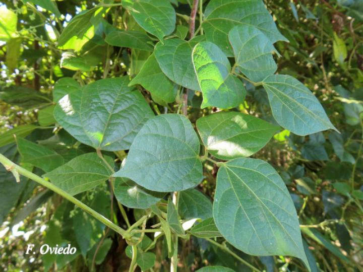 Rhynchosia erythrinoides Rhynchosia erythrinoides