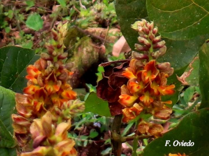 Rhynchosia quercetorum