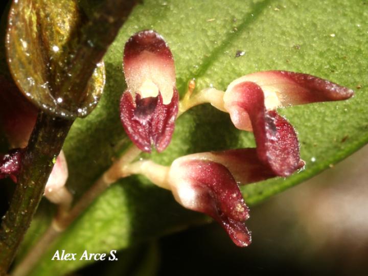 Trichosalpinx blaisdellii