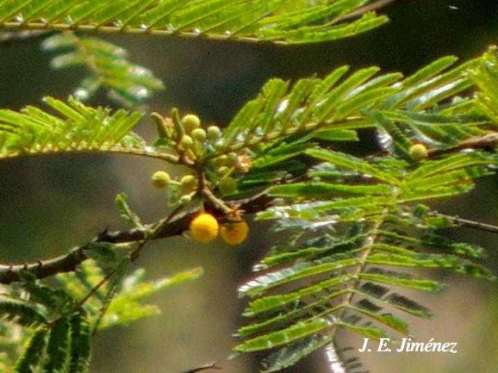 Vachellia ruddiae (Cornizuelo)