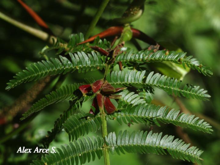 Vachellia ruddiae (Cornizuelo)
