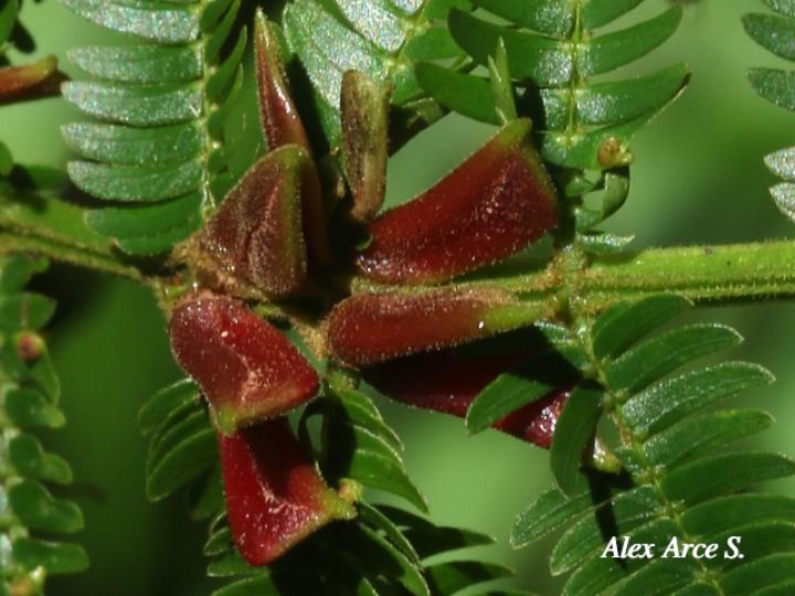 Vachellia ruddiae (Cornizuelo)