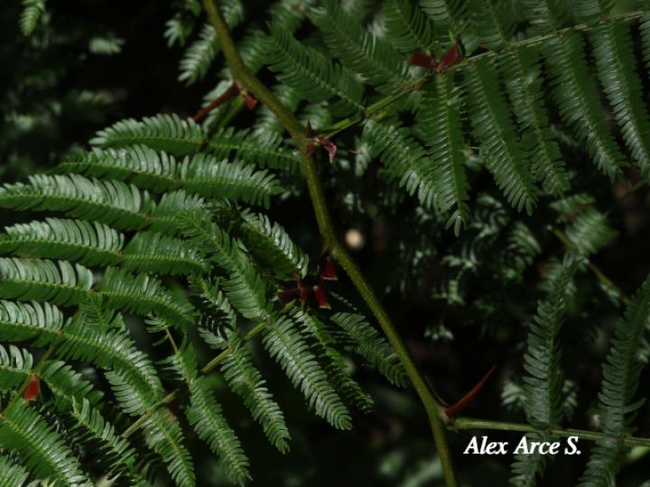 Vachellia ruddiae (Cornizuelo)