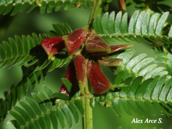 Vachellia ruddiae (Cornizuelo)