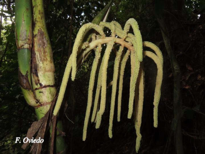 Chamaedorea tepejilote (Pacaya)