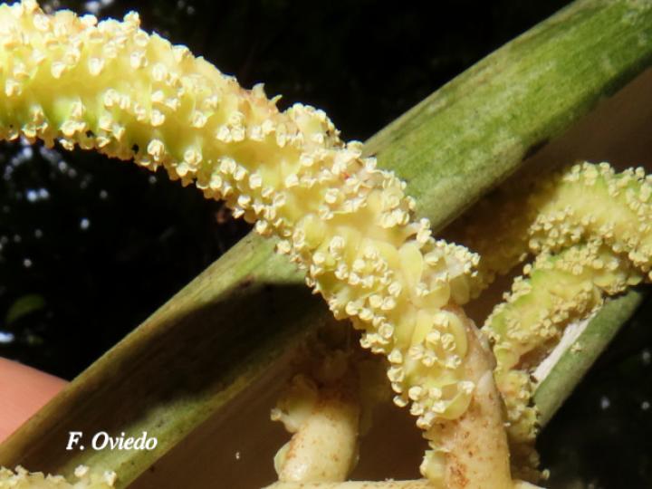 Chamaedorea tepejilote (Pacaya)