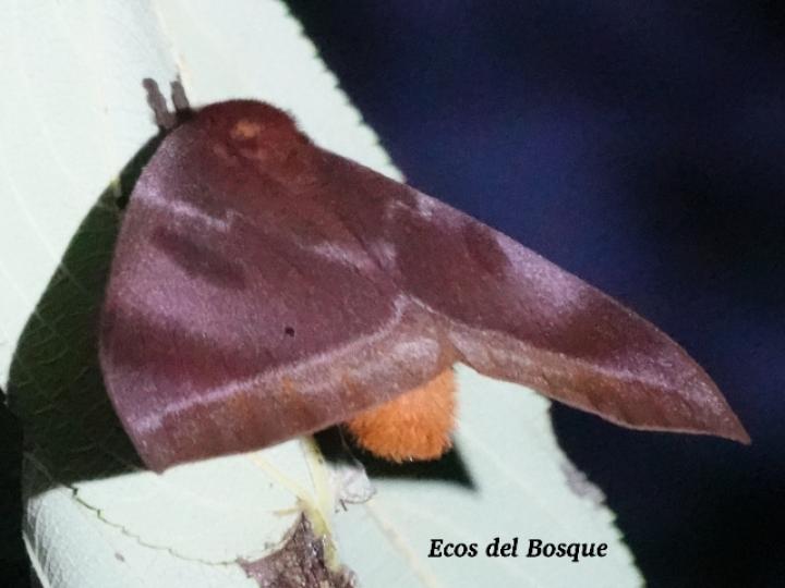 Automeris phrynon
