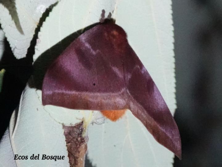 Automeris phrynon