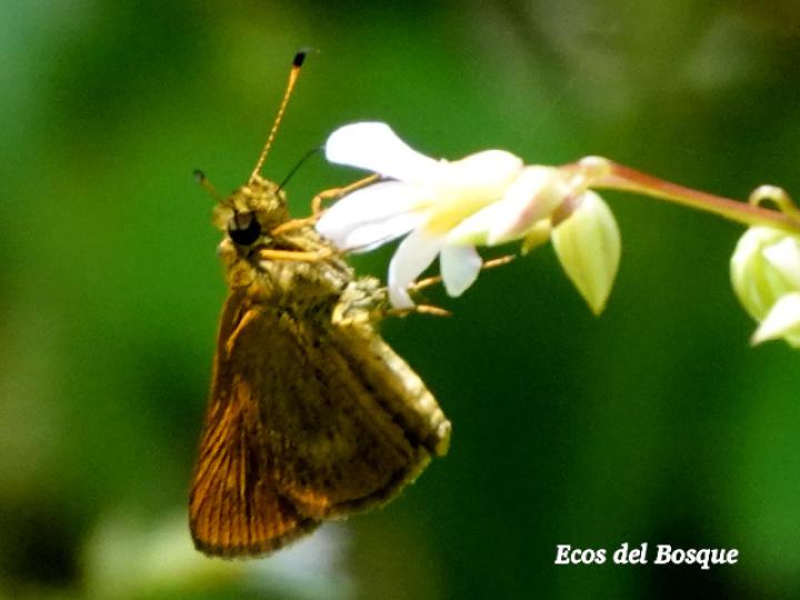 Callimormus radiola (Saltarina brillante)