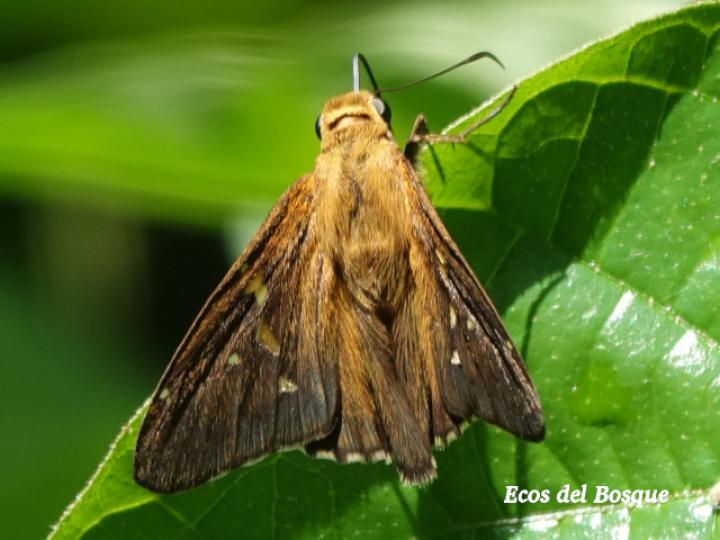Callimormus radiola (Saltarina brillante)