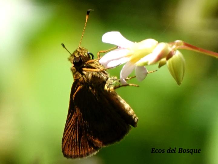 Callimormus radiola (Saltarina brillante)