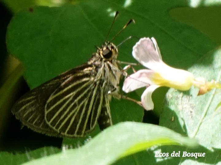 Callimormus radiola (Saltarina brillante)