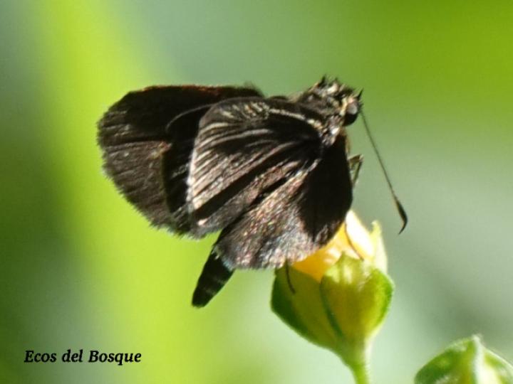 Callimormus radiola (Saltarina brillante)