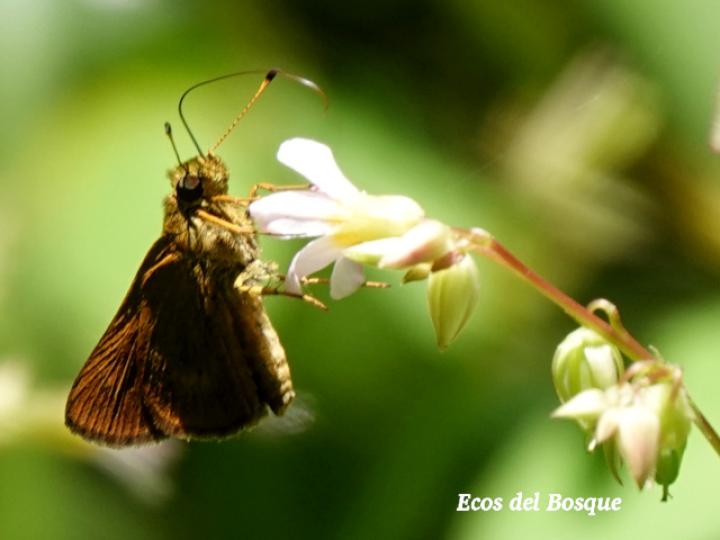 Callimormus radiola (Saltarina brillante)