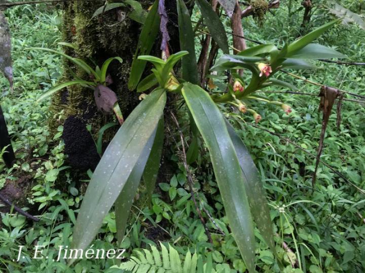 Camaridium campanulatum