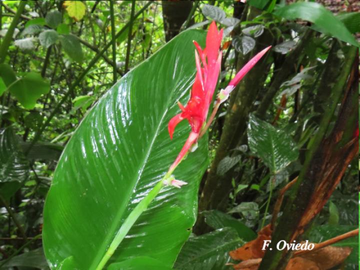 Canna tuerckheimii (Platanillo)