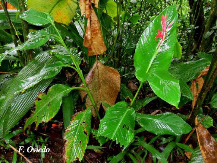 Canna tuerckheimii (Platanillo)