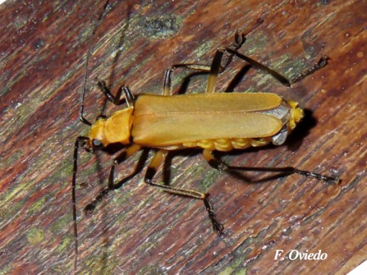 Chauliognathus cinguliventris
